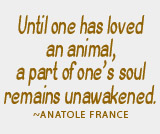 cat figurines, collectibles, giftware