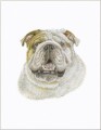 bulldog note cards