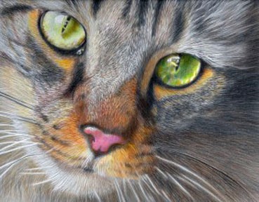 silver calico note cards