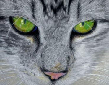 white tabby cat note cards