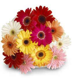 Gerbera Daisy Bouquet Wrapped