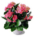 The FTD� Pink Kalanchoe